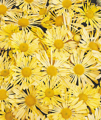 Chrysanthemum Mammoth™ Yellow Quill Image