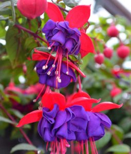 Fuchsia Dark Eyes Image