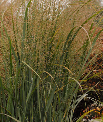 Grass Panicum