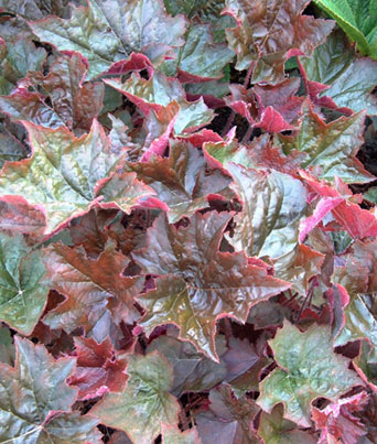 Heuchera