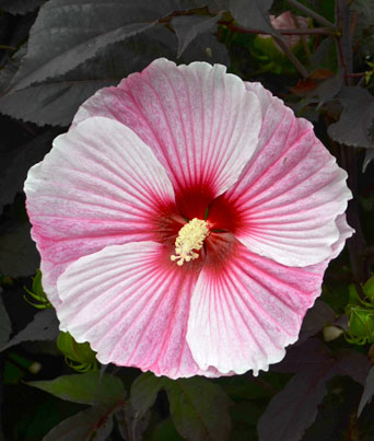 Hibiscus
