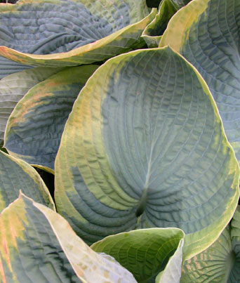 Hosta