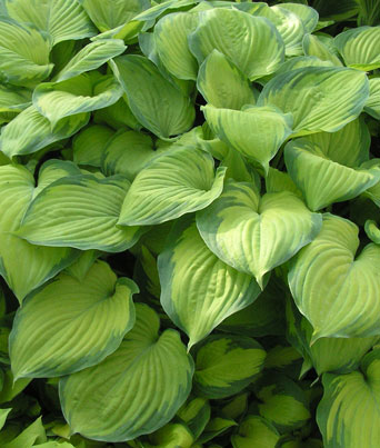 Hosta