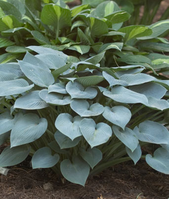 Hosta