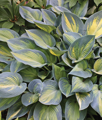 Hosta