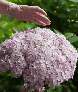 Hydrangea arborescens 