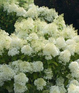 Hydrangea paniculata 