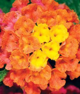 Lantana, Summer 