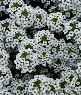 Lobularia