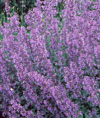 Nepeta