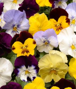 Pansy 