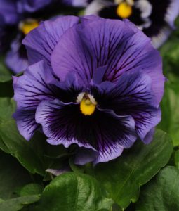 Pansy 