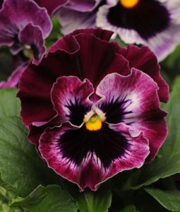 Pansy 