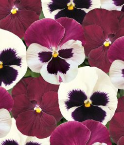 Pansy 