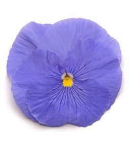 Pansy 