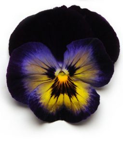 Pansy 