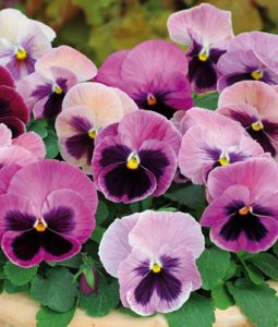 Pansy 