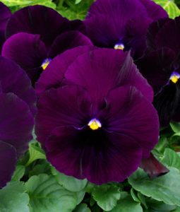 Pansy 