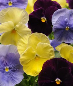 Pansy 