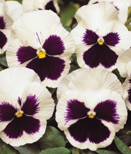 Pansy 