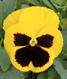 Pansy 