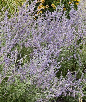 Perovskia atriplicifolia Image