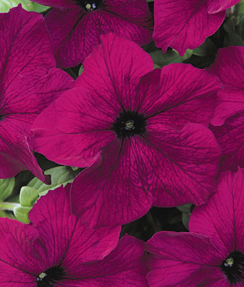 Petunia