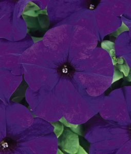 Petunia 