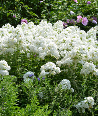 Phlox paniculata