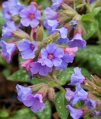 Pulmonaria