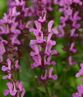 Salvia