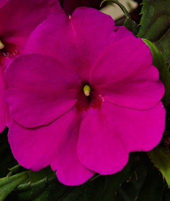 Impatiens
