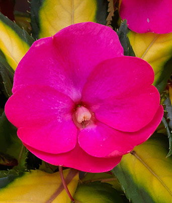 Impatiens