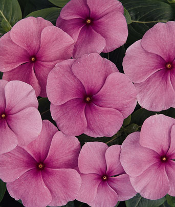 Vinca