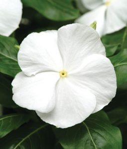 Vinca 