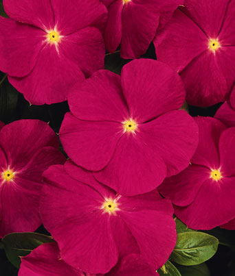 Vinca