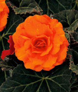 Begonia 