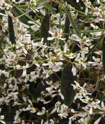 Euphorbia