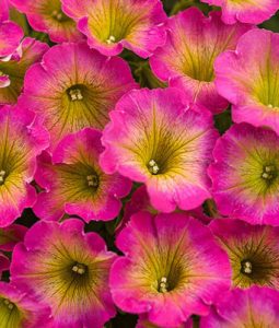 Petunia Supertunia® Series Image