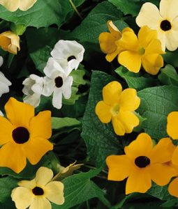 Thunbergia Susie™ Series Image