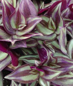 Wandering Jew Image