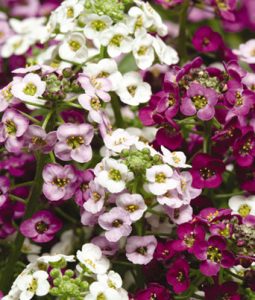 Alyssum 