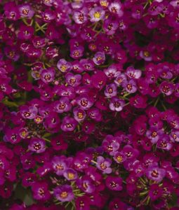 Alyssum 