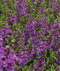 Angelonia 