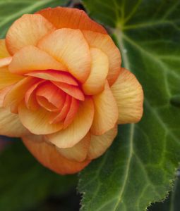 Begonia 