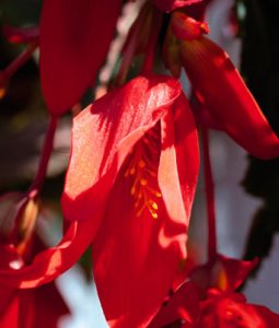 Begonia Santa Cruz® Image