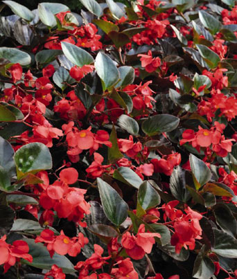 Begonia