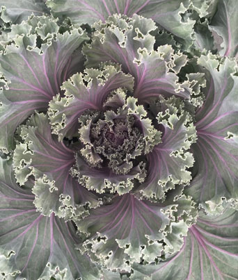 Flowering Kale 