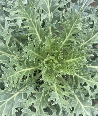 Flowering Kale 