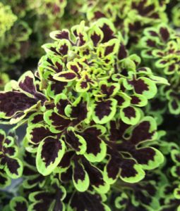 Coleus 